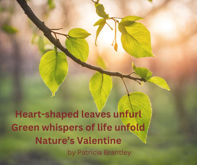 Valentine Haiku by Patricia Brantley Springtime (1)