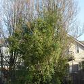 Mutabilis growing in the dormant pear trees. (photos by Erin Mahaney)