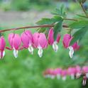 Dicentra spectabilis. (photo from Wikipedia.com)