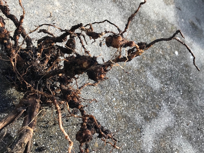 Tomato roots infested with RNK. photos by Karen Metz