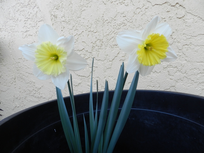 My Dad's Daffodils March 2012. (photo by Patti Brantley)