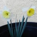 My Dad's Daffodils March 2012. (photo by Patti Brantley)