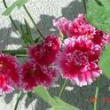 Double hollyhock. (photo by Sharon Rico)