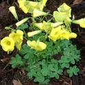 Oxalis stricta. (photo by Marime Burton)