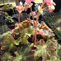 Begonia for sale. (photos by Jennifer Baumbach)