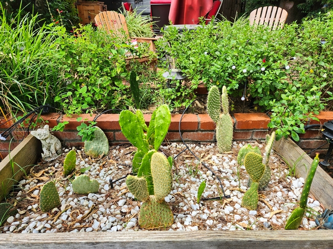 3 - rehomed cactus pads in my garden 2 - A. Alvarado