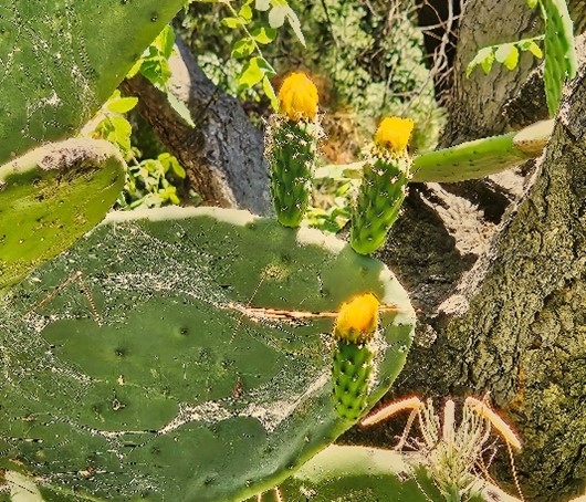 5 - Blooming Cactus