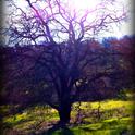 The beautiful, mighty oak. (photo by Esther Blanco)