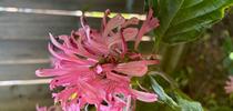 Justicia carnea flower photo by Keith Arrol for Under the Solano Sun Blog