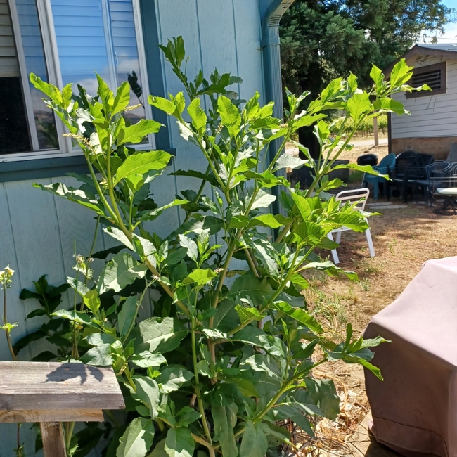 Pokeweed. photo by Jenni Dodini