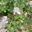 Caper flowers. photos by Cindy Yee