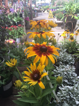 Echibeckia 'Blazing Fire'. photos by Heather Hamilton