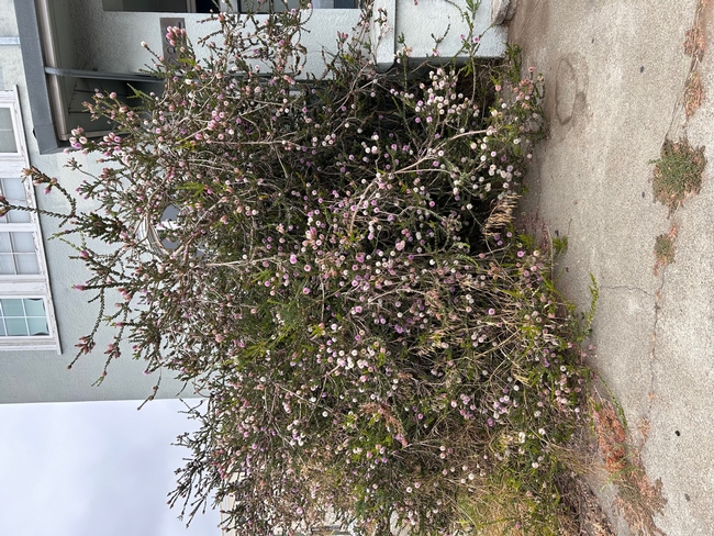 Melaleuca nesophila. photos by Karen Metz