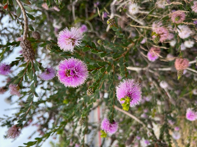 Melaleuca nesophila flower.