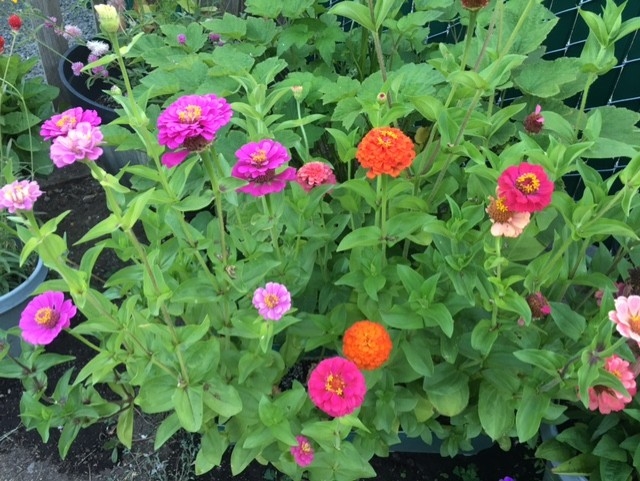 zinnia 3