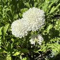 In the garden. photos by Erin Mahaney