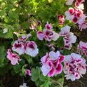 Martha Qashington geranium. photo by Michelle Davis