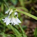 Close up of wild onion flowers. (photos by Erin Mahaney)