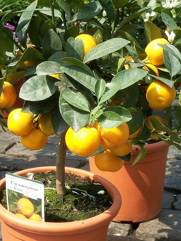 Calamondin citrus tree by Purrrpl_Haze is licensed under CC BY-NC-ND 2.0.