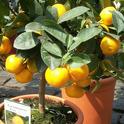 Calamondin citrus tree by Purrrpl_Haze is licensed under CC BY-NC-ND 2.0.