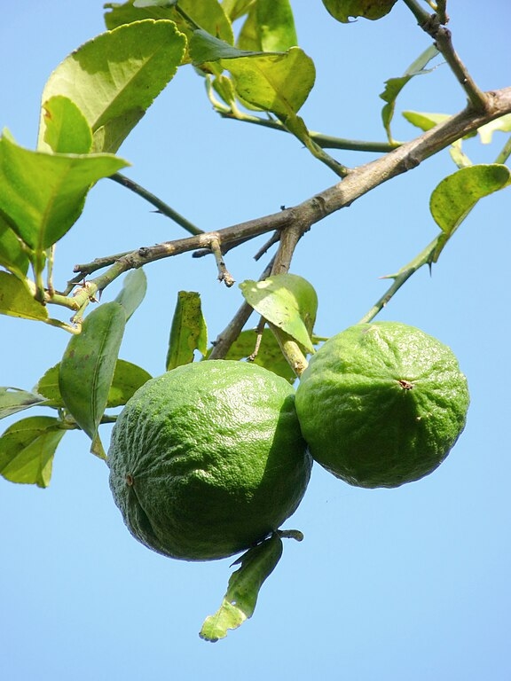 File:Citrus aurantiifolia of Kadavoor.jpg by Jeevan Jose is licensed under CC BY-SA 4.0.