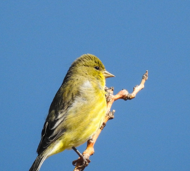 Lesser Goldfinch by Sharon in Llano is licensed under CC BY-NC-SA 2.0.