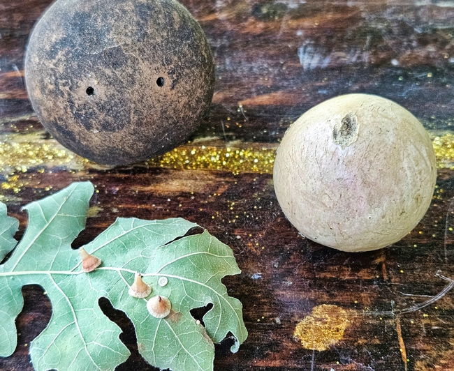 Ball and cone shaped galls - A. Alvarado