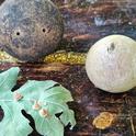 Ball and cone shaped galls - A. Alvarado