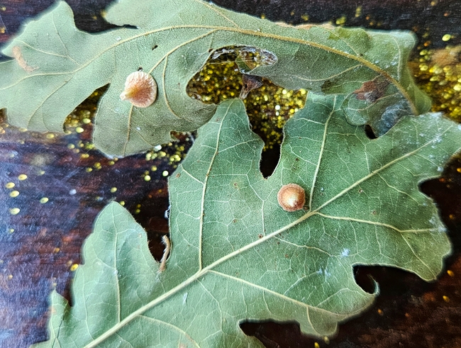 Close up cone shaped galls - A. Alvarado