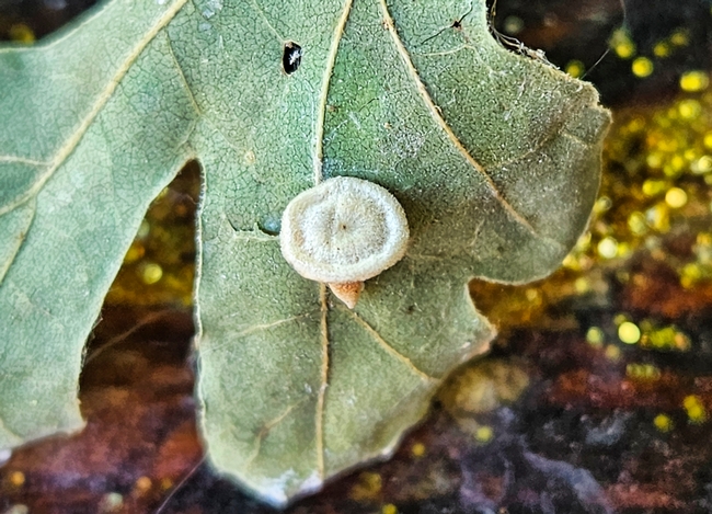 Close up cone shaped galls 2 - A. Alvarado