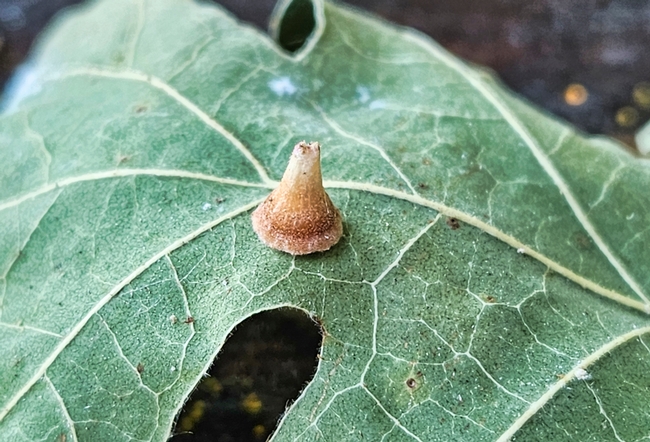 Close up cone shaped galls 3 - A. Alvarado