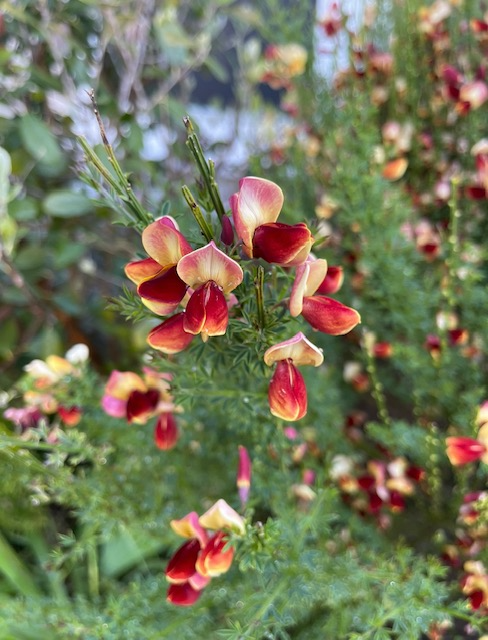 This is a closeup of the lovely multi-colored blooms that look like sweet pea flowers. photo by Cindy Yee