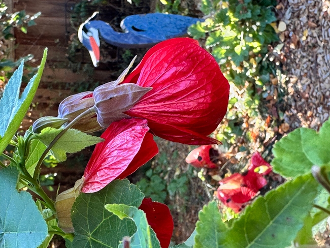 Abutilon. photos by Erin Mahaney