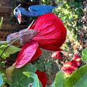 Abutilon. photos by Erin Mahaney