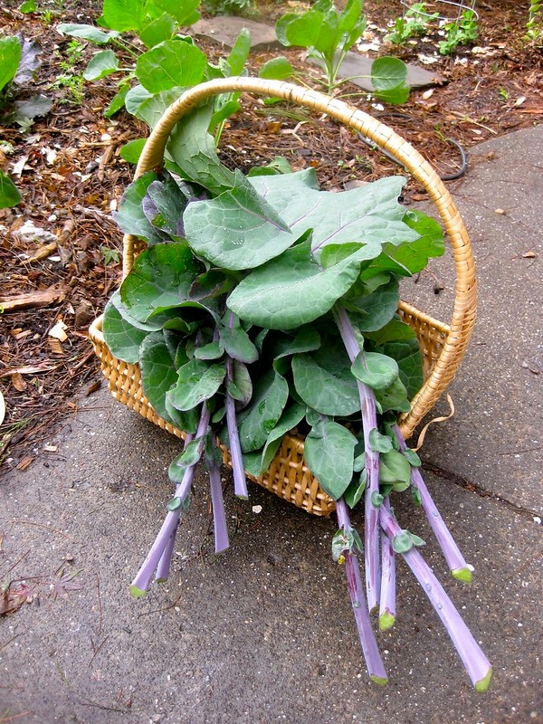 tree collards by davidsilver is licensed under CC BY-NC-SA 2.0.