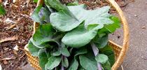 tree collards by davidsilver is licensed under CC BY-NC-SA 2.0. for Under the Solano Sun Blog