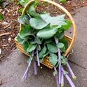 tree collards by davidsilver is licensed under CC BY-NC-SA 2.0.