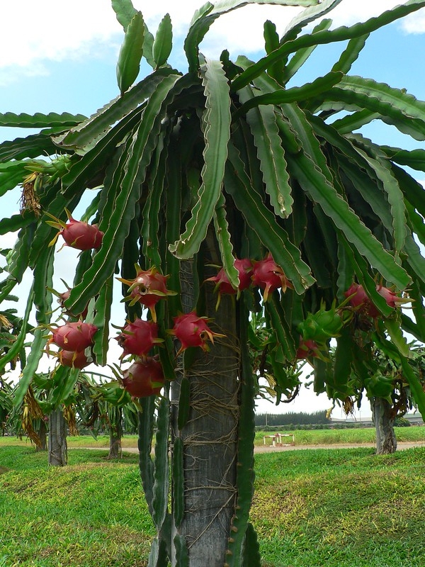 Dragonfruit tree by chrisada is licensed under CC BY 2.0.