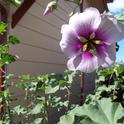 Lavatera in my backyard. (photo by Betty Victor)