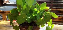 ????Pilea peperomioides) by Neyer is licensed under CC BY-NC-SA 2.0. for Under the Solano Sun Blog