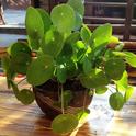 ????Pilea peperomioides) by Neyer is licensed under CC BY-NC-SA 2.0.