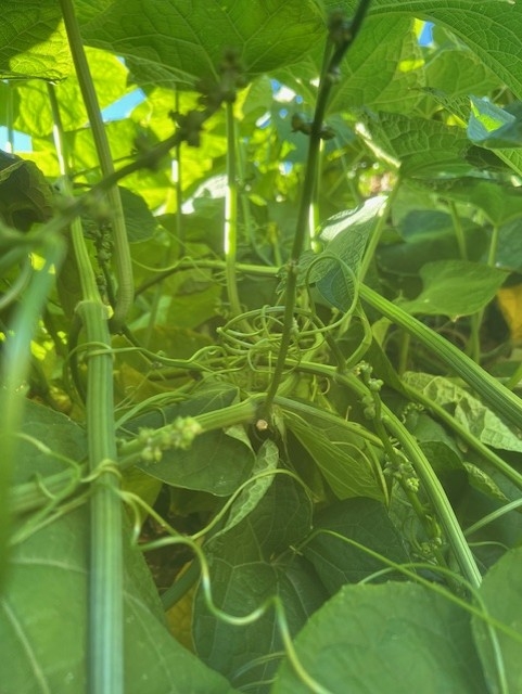 Chayote plant. photos by Elvie Deleon