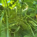 Chayote plant. photos by Elvie Deleon