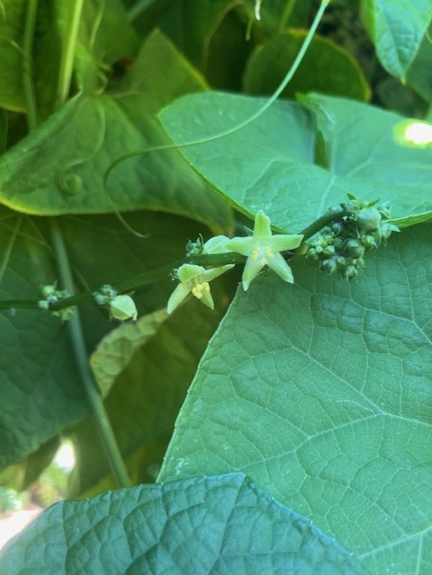 Chayote flowers.