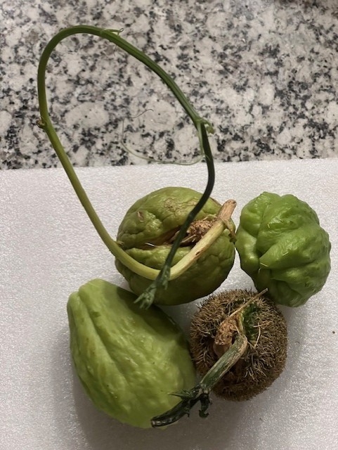 Chayote fruit.