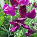 'Zinfandel' sweet pea. (photo by Karen Norton)