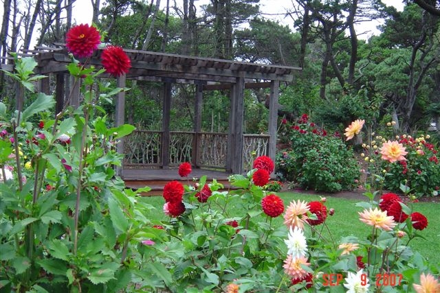 Dahlias enhance beauty of the garden gate.