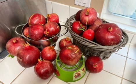 Pomegranate harvest and a tool.