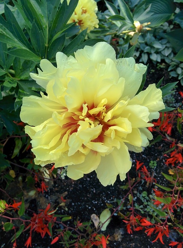 'Bartzella' Itoh peony by john_pittman is licensed under CC BY-NC-SA 2.0.