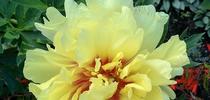 'Bartzella' Itoh peony by john_pittman is licensed under CC BY-NC-SA 2.0. for Under the Solano Sun Blog